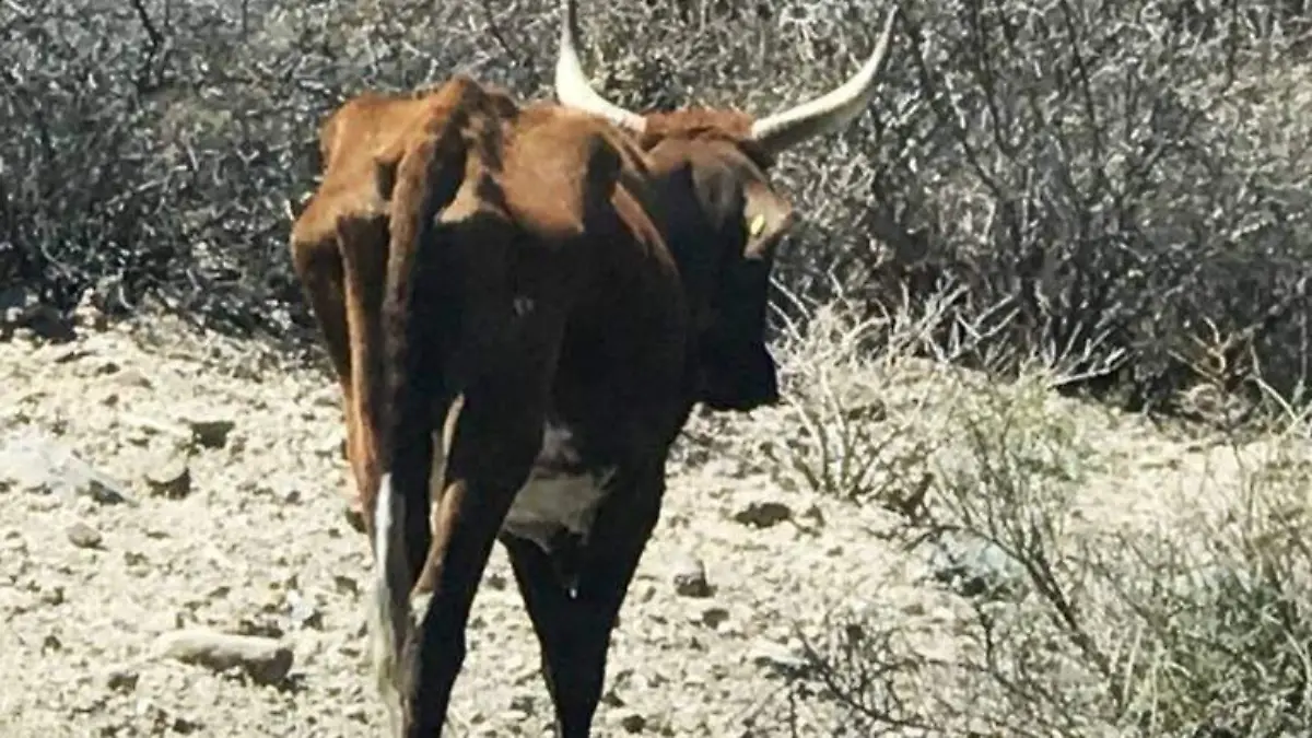 Ganado sequía Loreto